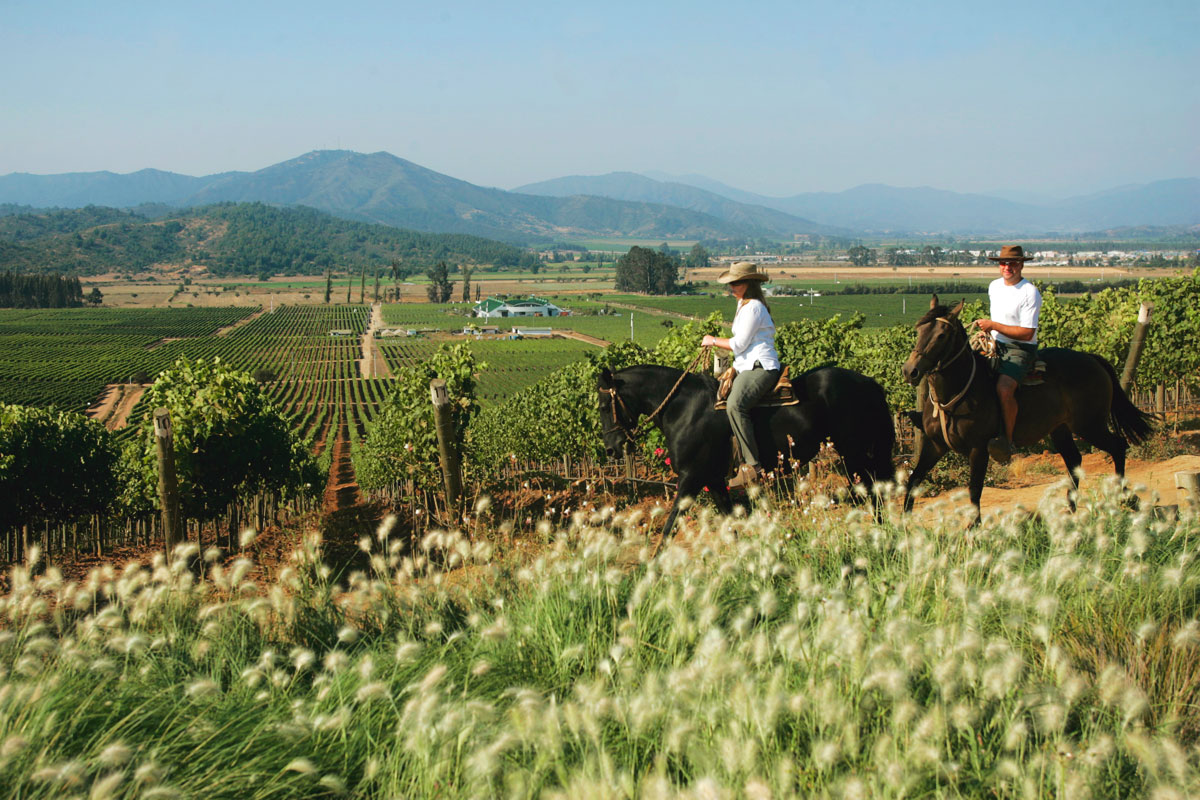 Vinos del Valle de Casa Blanca - Chile - AndesCampers