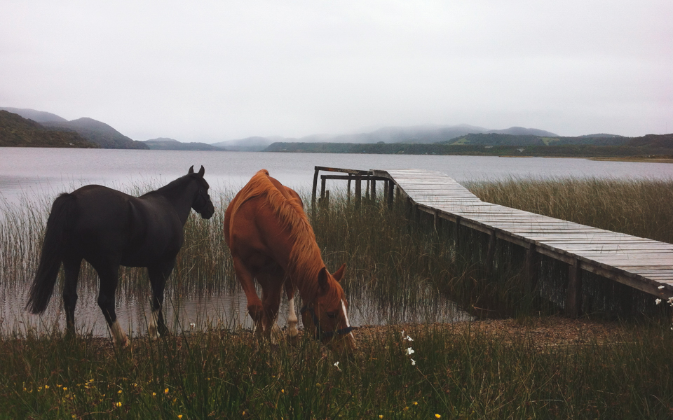 Chiloé National Park - AndesCampers.cl