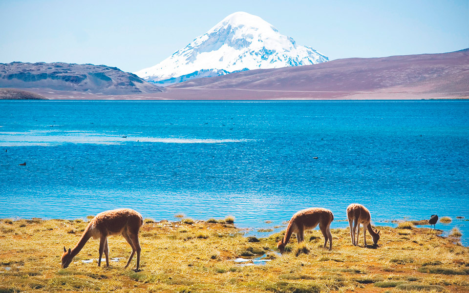Lauca National Park -Region of Arica and Parinacota - AndesCampers.cl