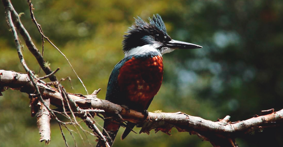 Parques Nacionales - Chile - Andes Campers